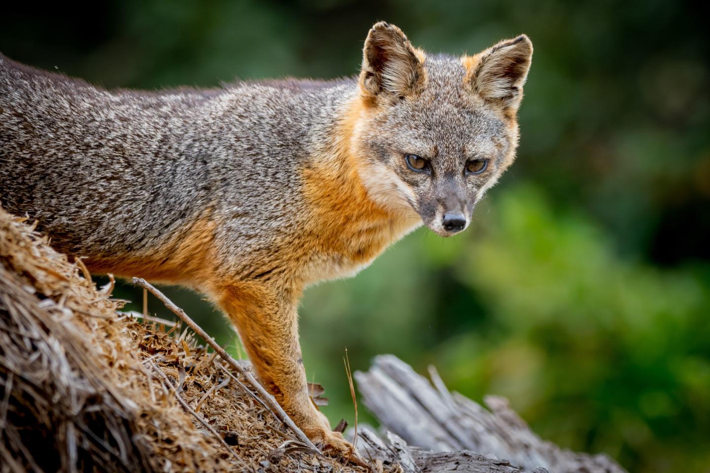 Gray fox on a log with a blurred green background.