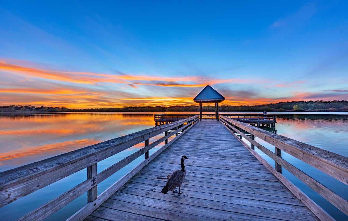 Pier at sunset with a goose walking along the wooden boards.