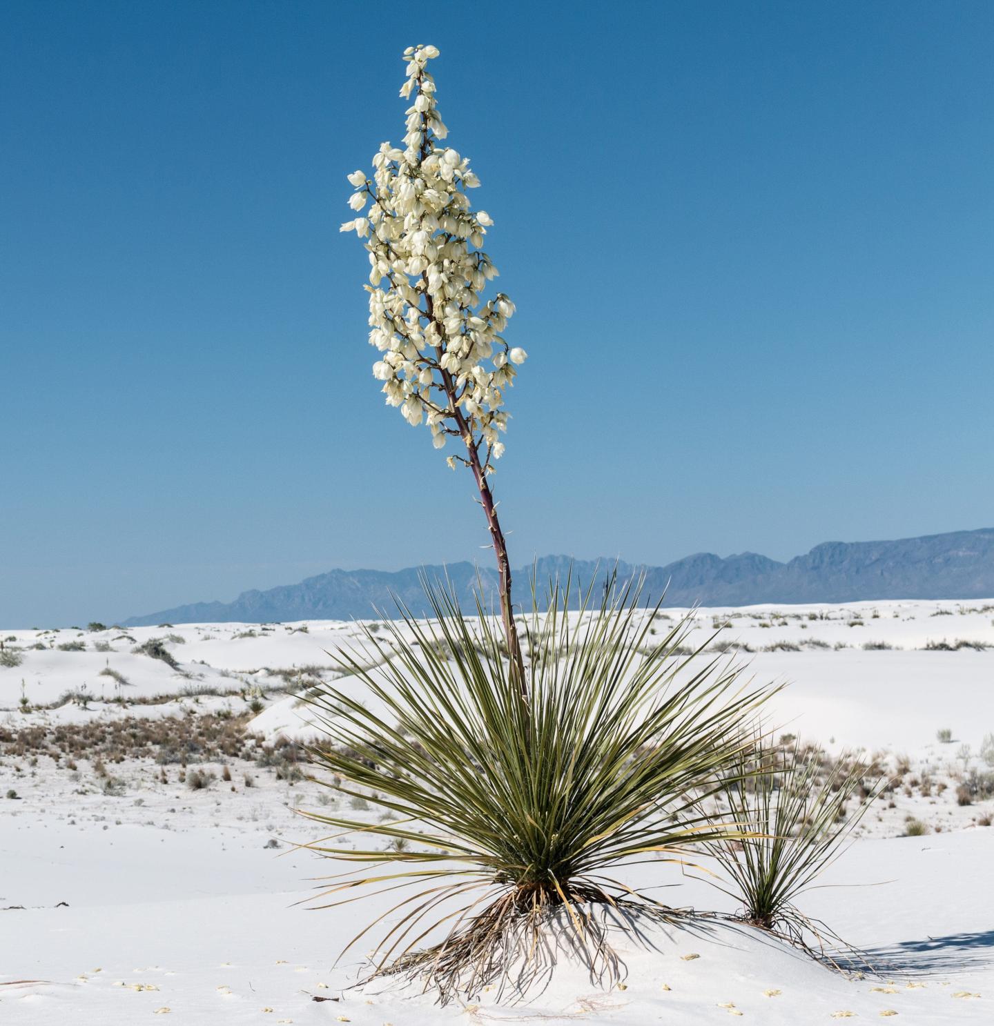 Yucca plant with white flowers in a white sand desert under a clear blue sky.