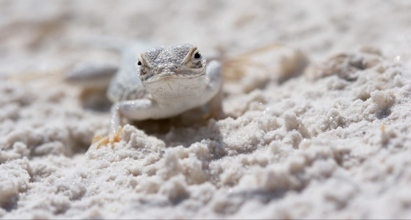 Lizard on sandy terrain under bright light.