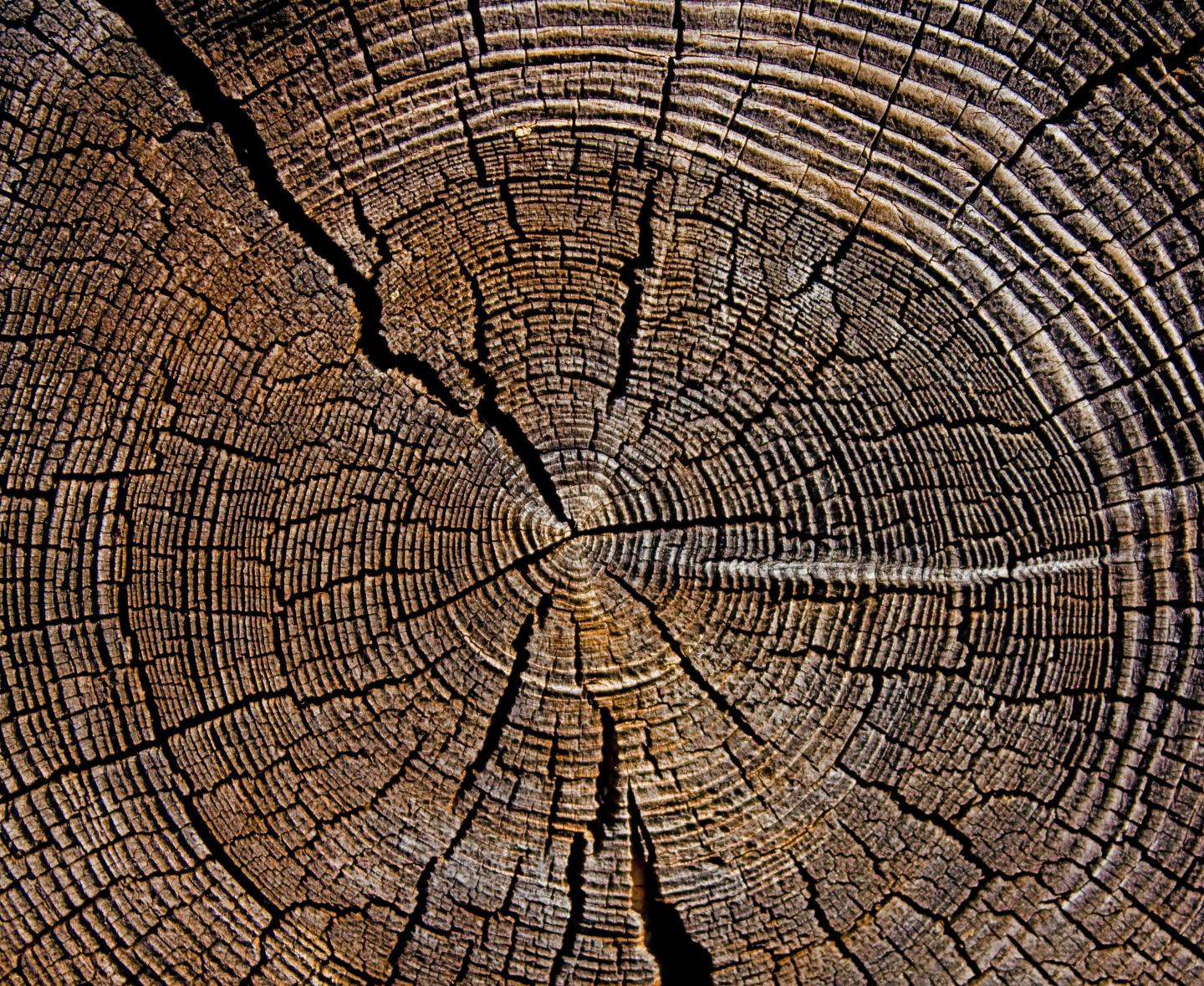 Cross-section of a tree trunk with visible rings and cracks.