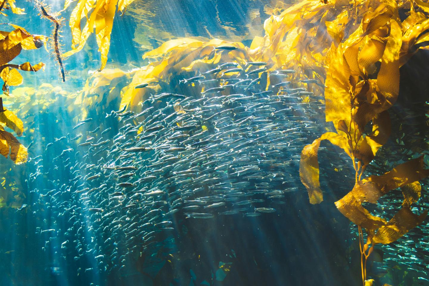 School of fish swimming through sunlit kelp forest underwater.