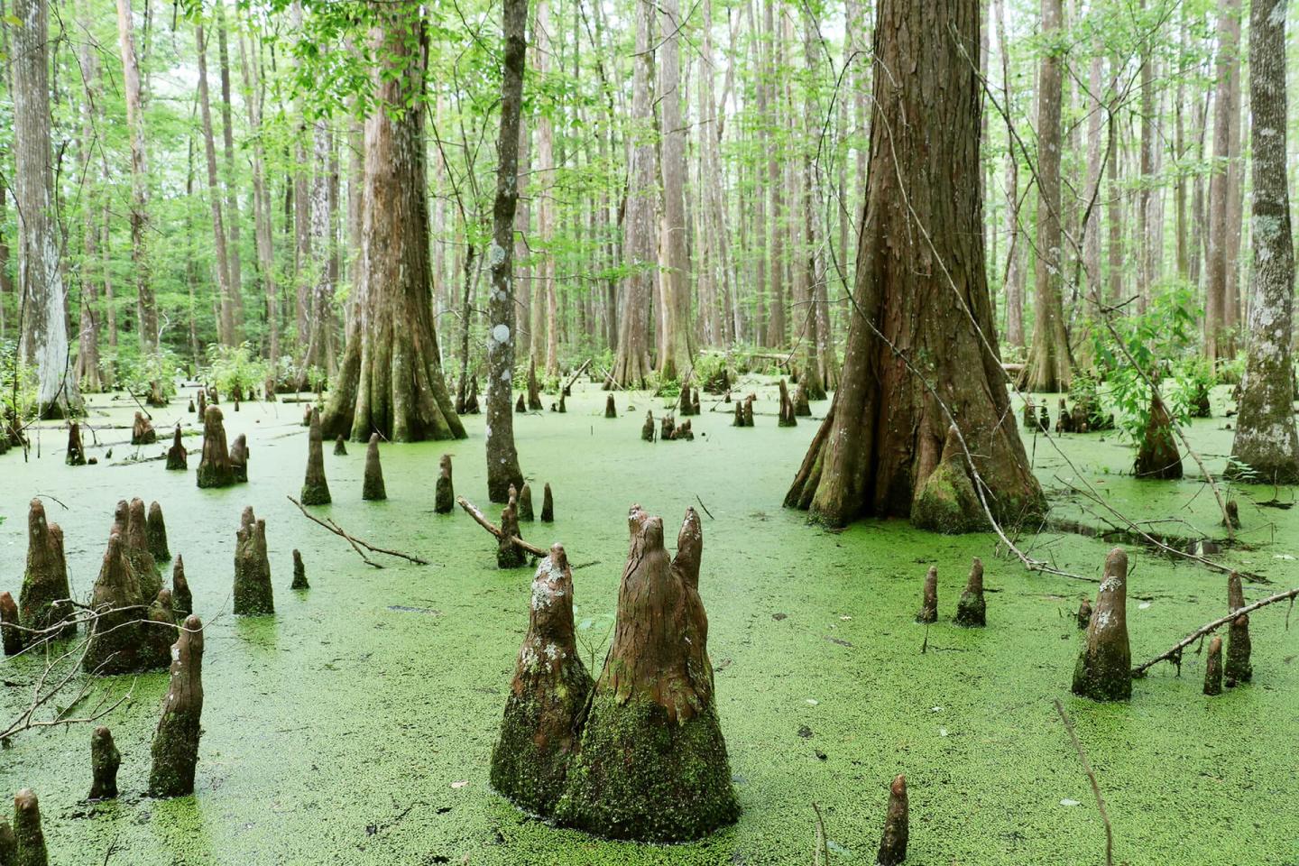 Big Thicket