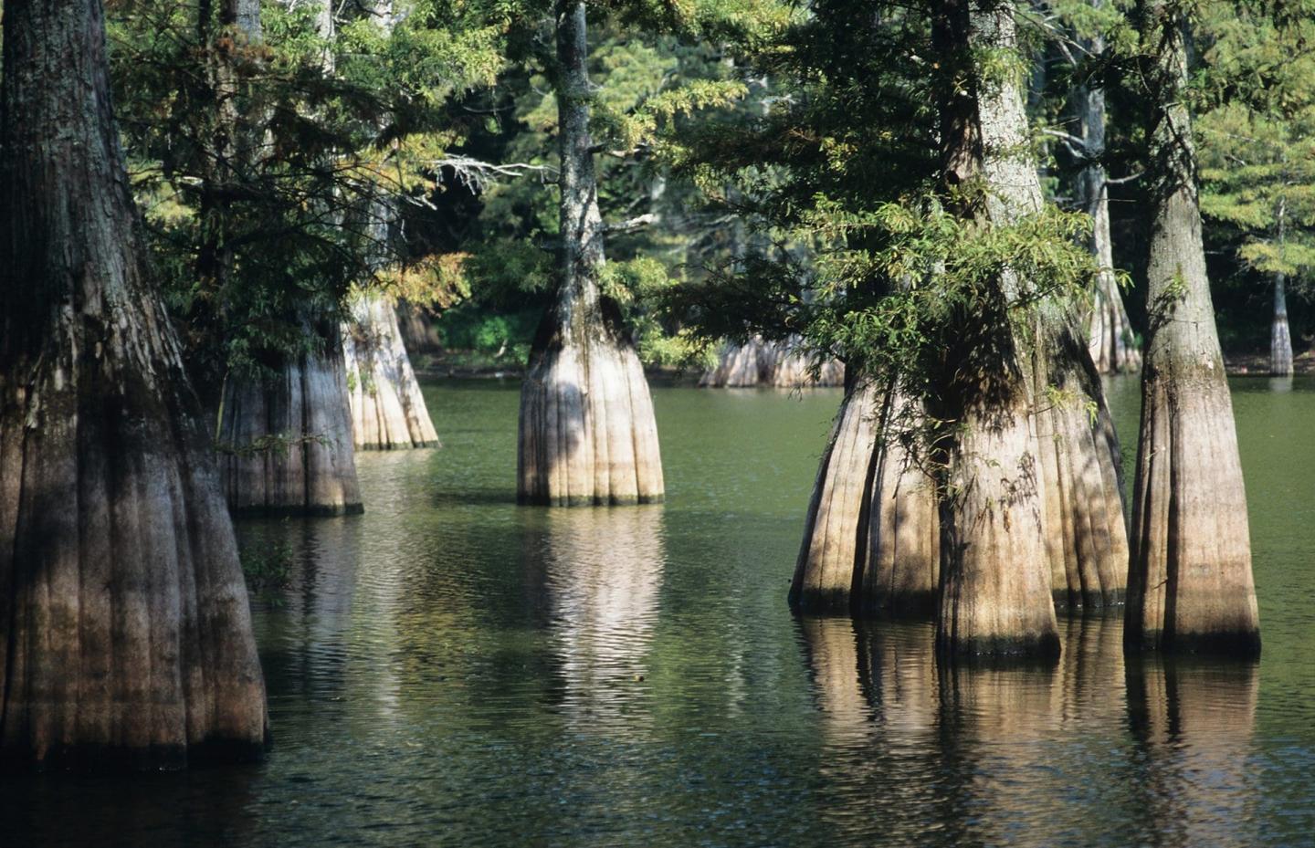 Big Thicket photo