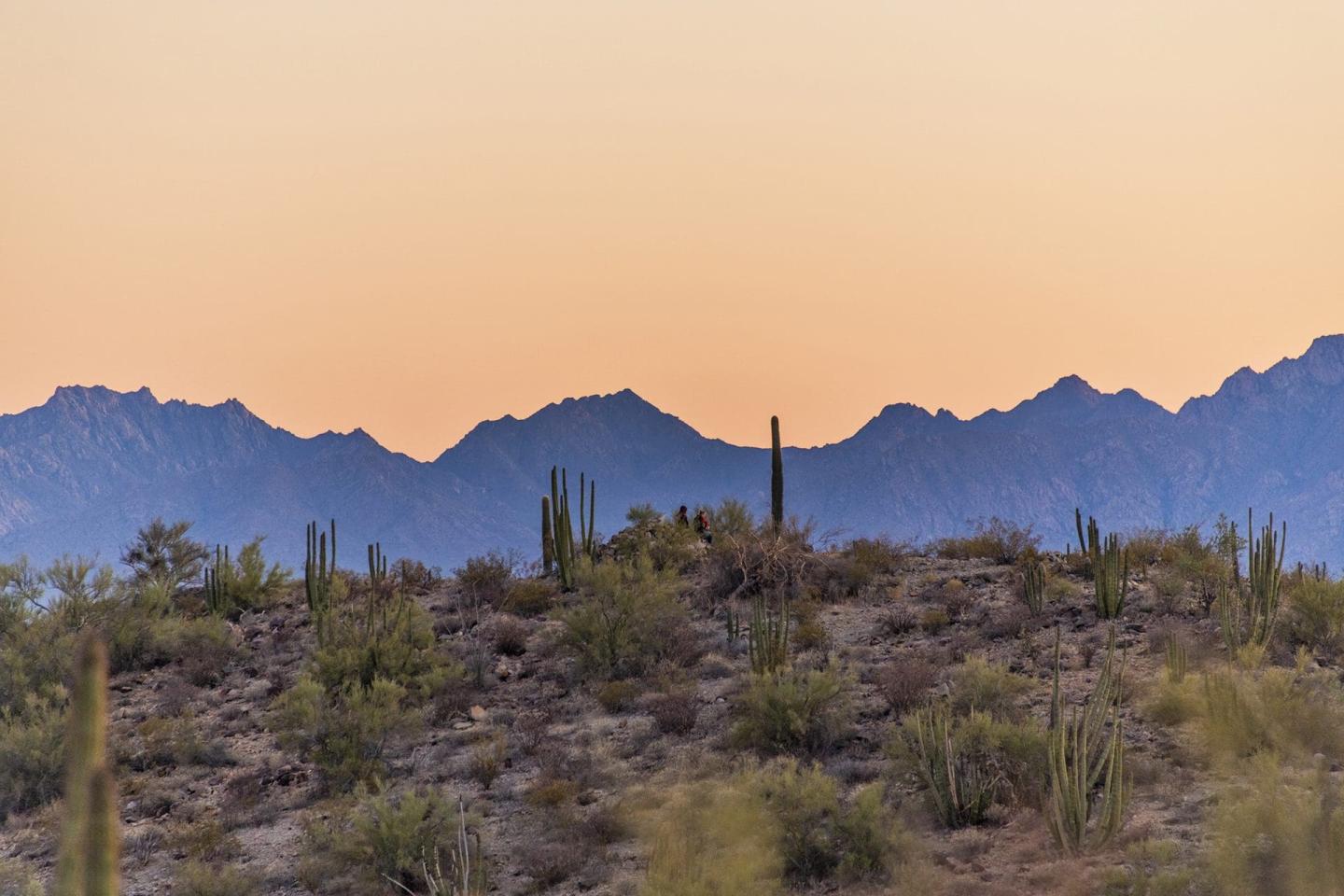 Organ Pipe Cactus photo