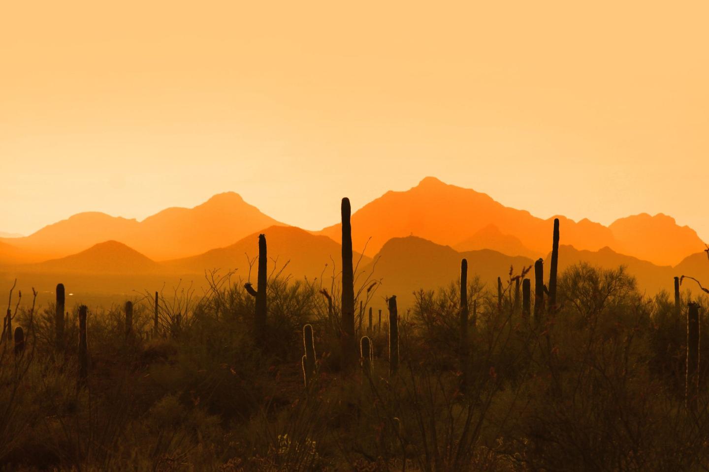 Saguaro photo