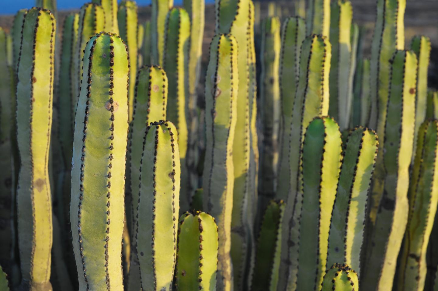 Tall green cacti with spines in a dense cluster, sunlit in a desert landscape.