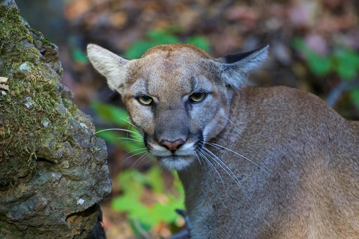 Cougar gazing intently in a forest setting.