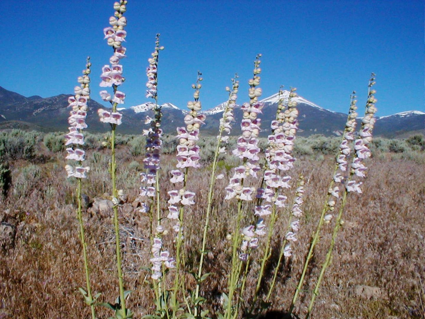 Tall flowering plants in a dry field with snowy mountains in the background.