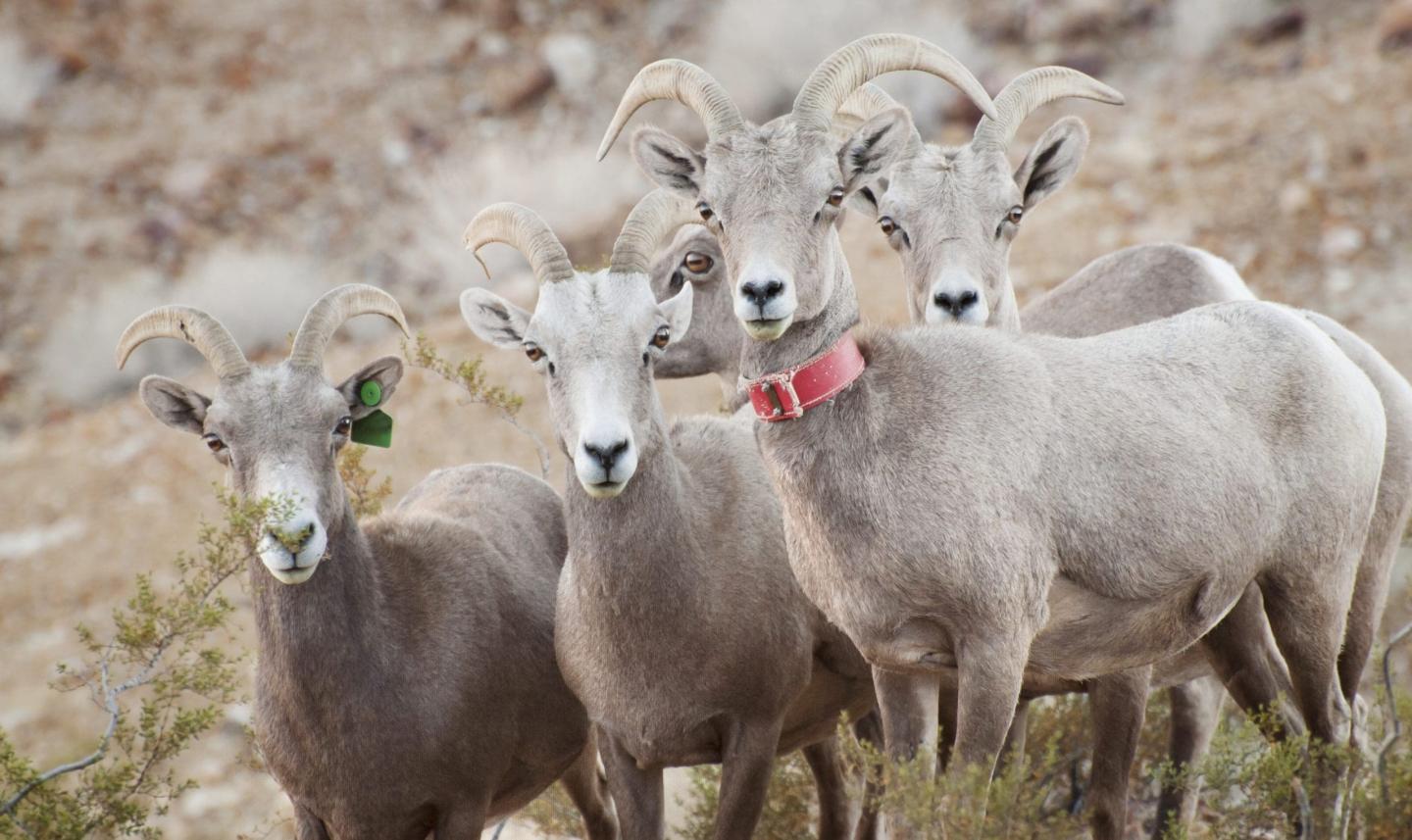 Four bighorn sheep standing together in a desert landscape.