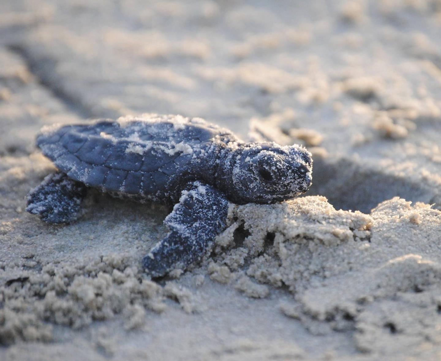 Baby sea turtle crawling on sandy beach.