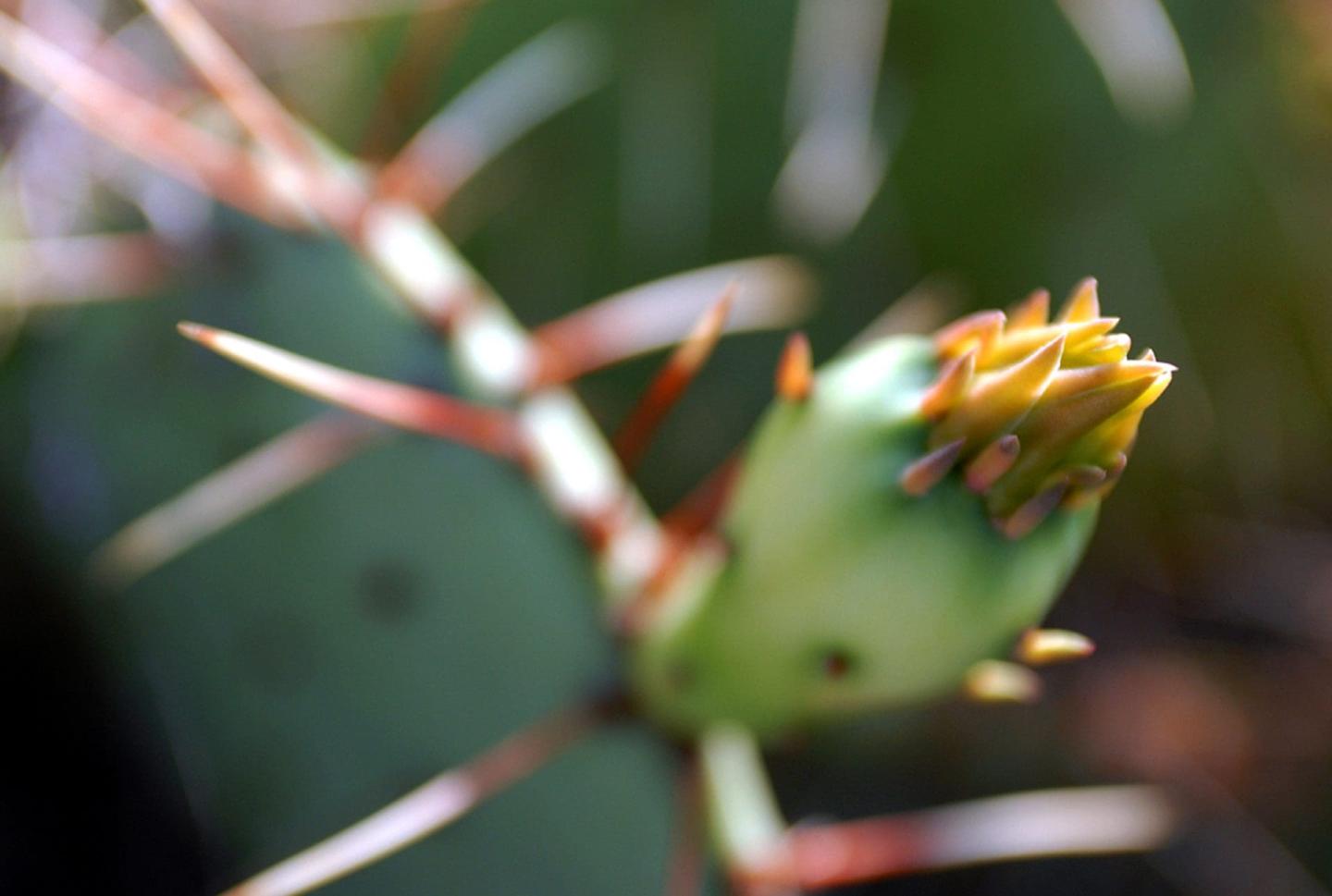 Close-up of a cactus bud with sharp thorns against a blurred background.