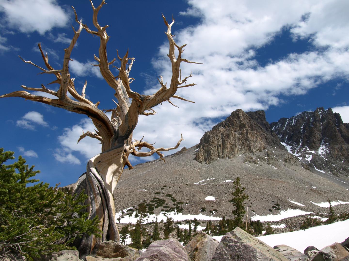 Twisted bristlecone pine tree against a mountain and blue sky.