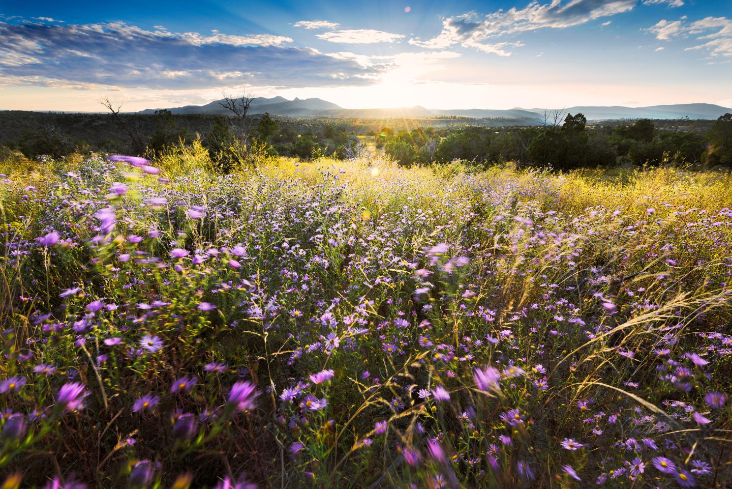 Field of purple wildflowers with a sunset in the background.