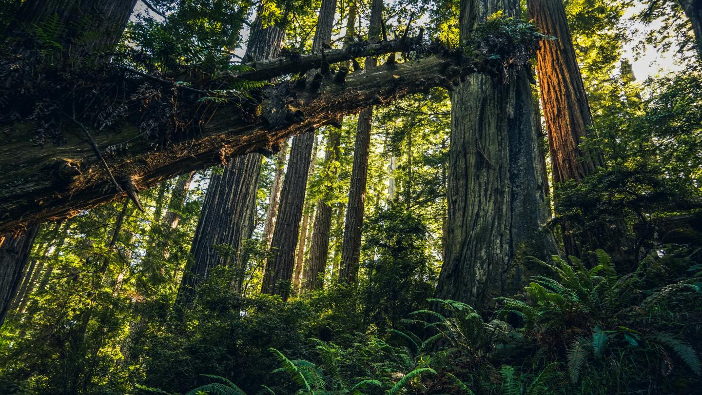 Avenue of the Giants with tall trees and lush green ferns.