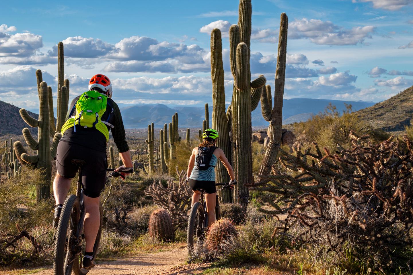 Cyclists riding through a desert with tall cacti.