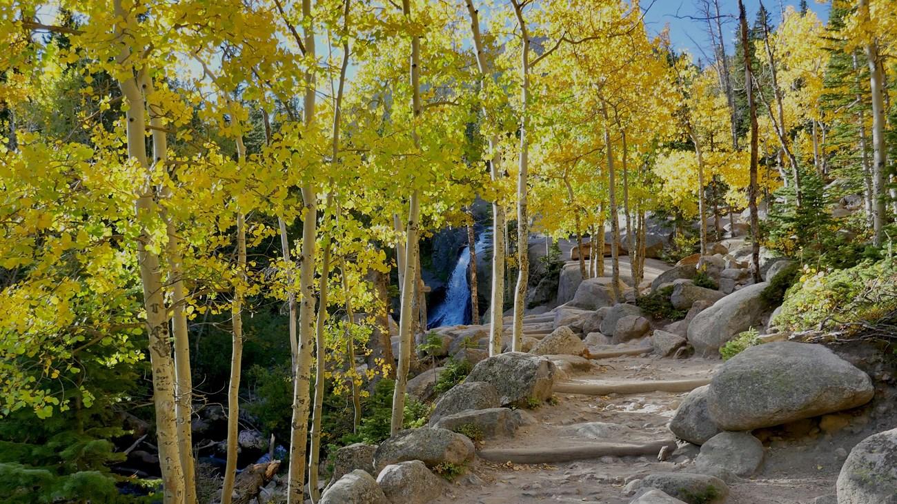 Rocky forest path amid tall trees with yellow leaves.
