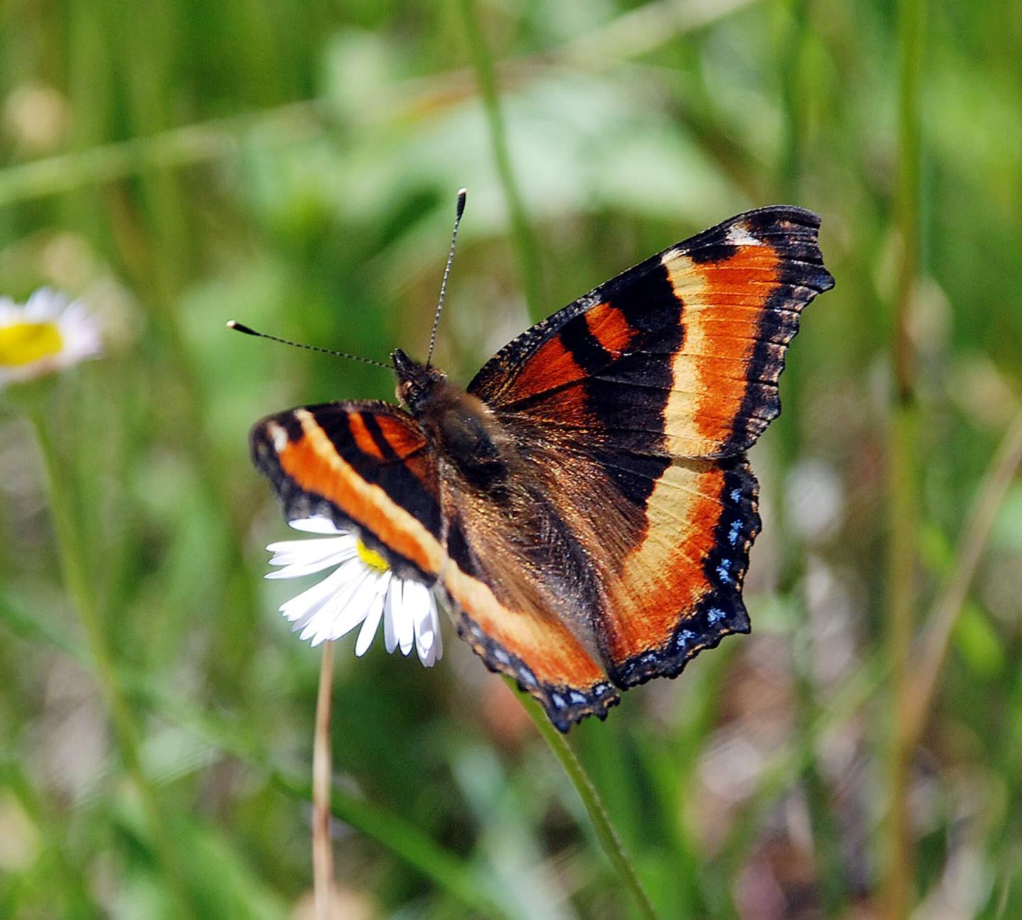 Orange and black butterfly on a white flower in a grassy field.