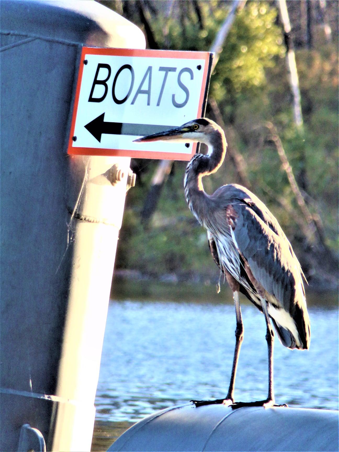 A heron perches on the lake