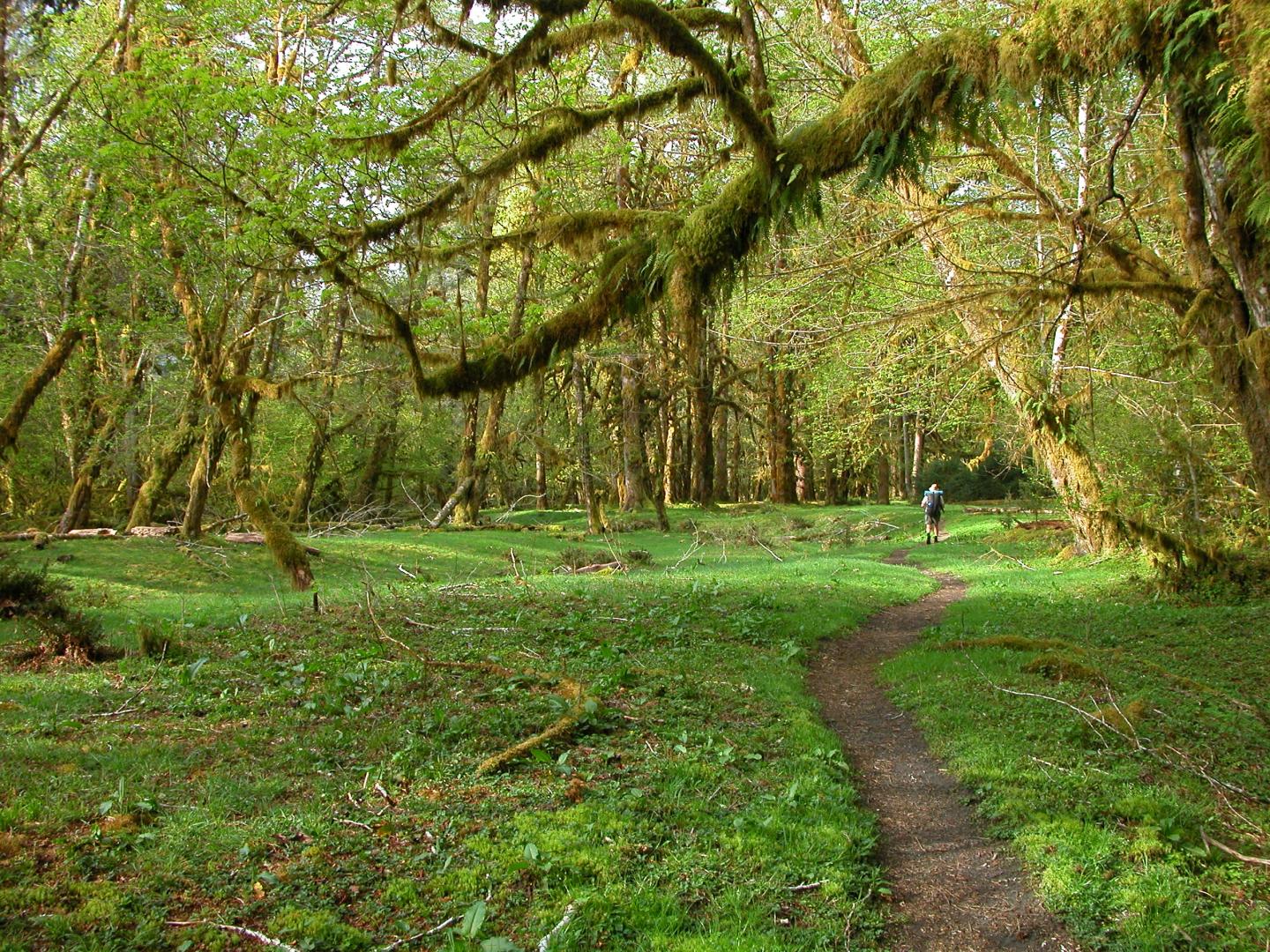 Forest path under lush green trees, with a person walking in the distance.