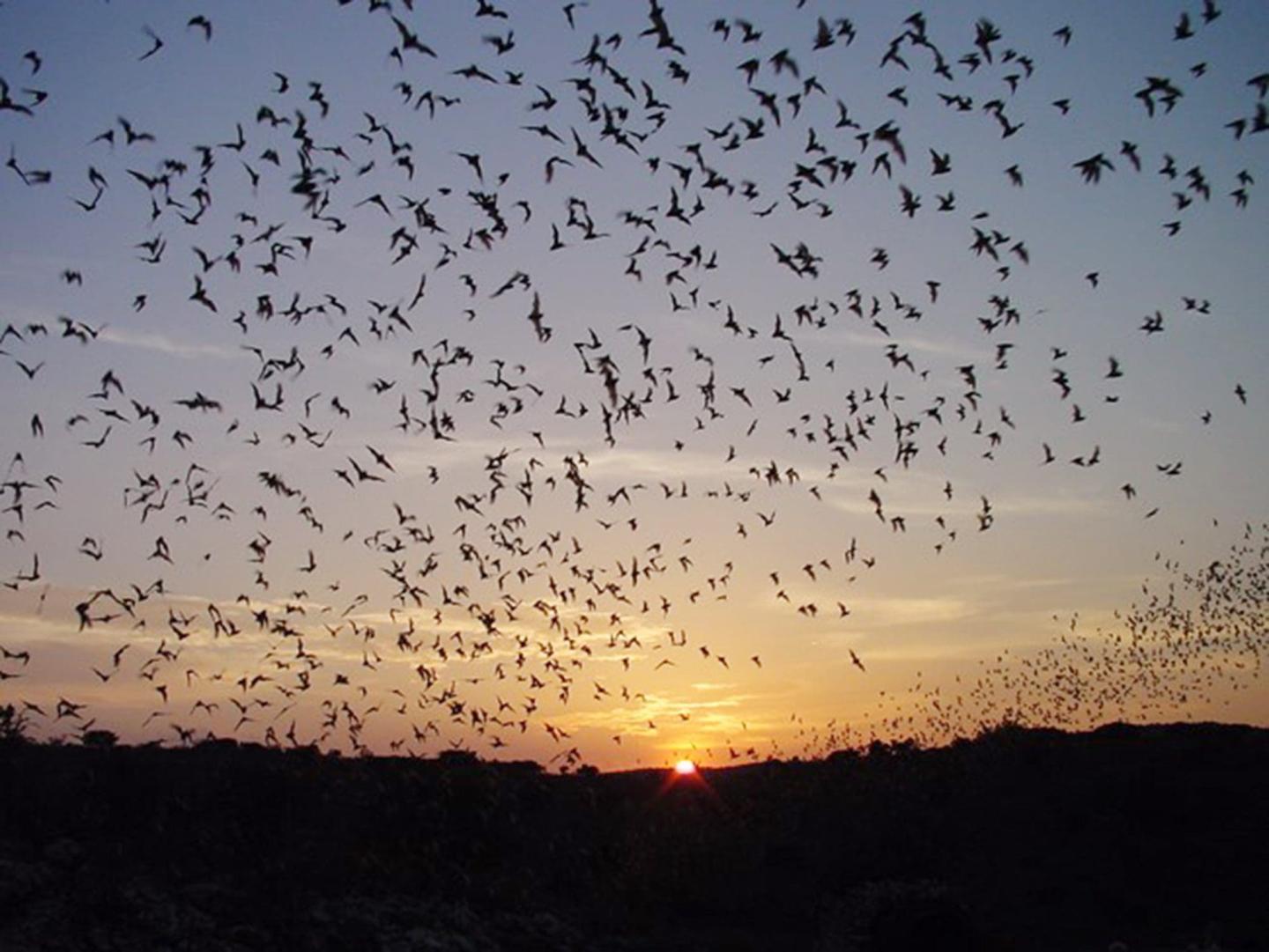 Silhouetted bats flying at sunset over a hilly landscape.