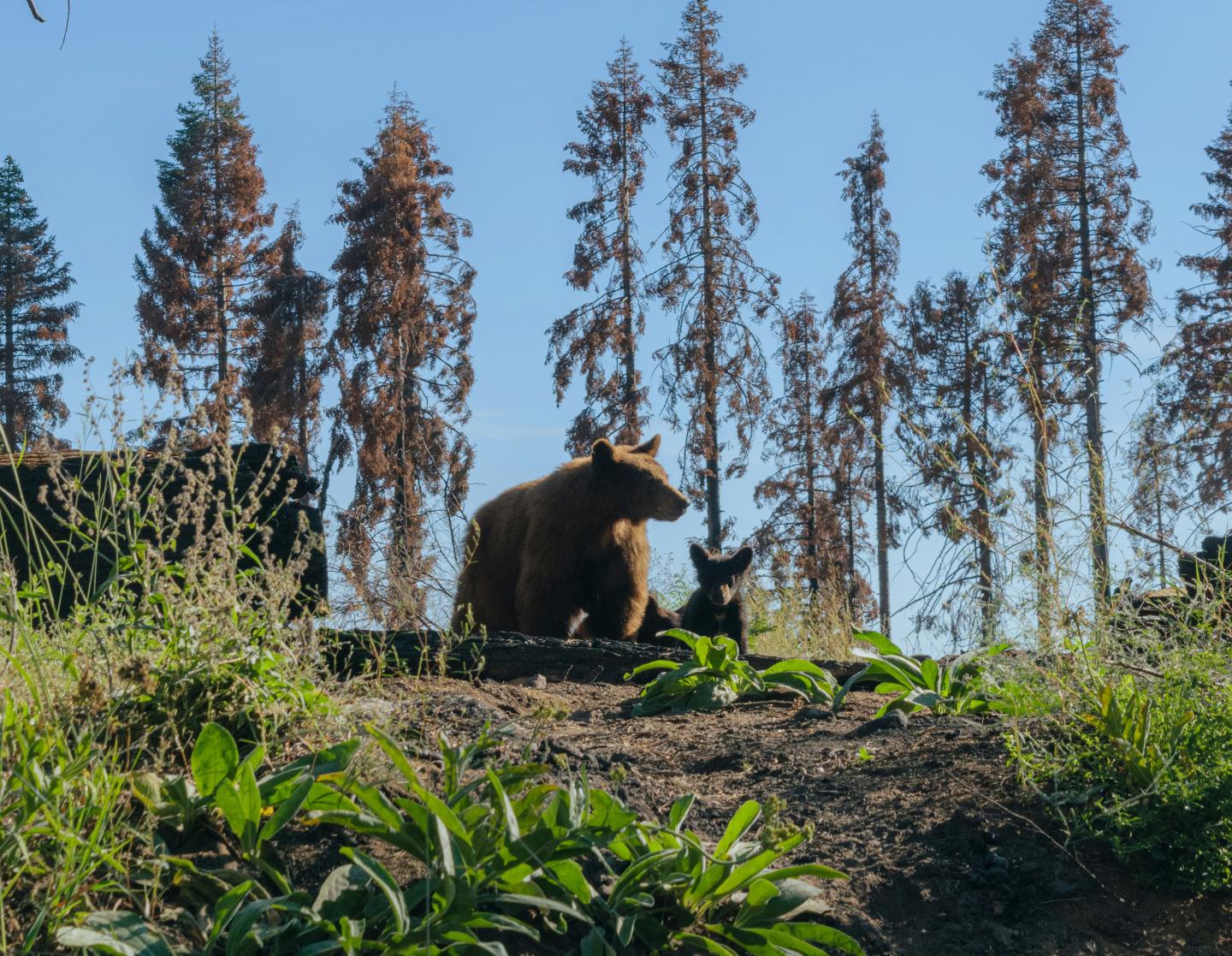 Bear and cub sit together in a forest clearing, tall trees in the background.