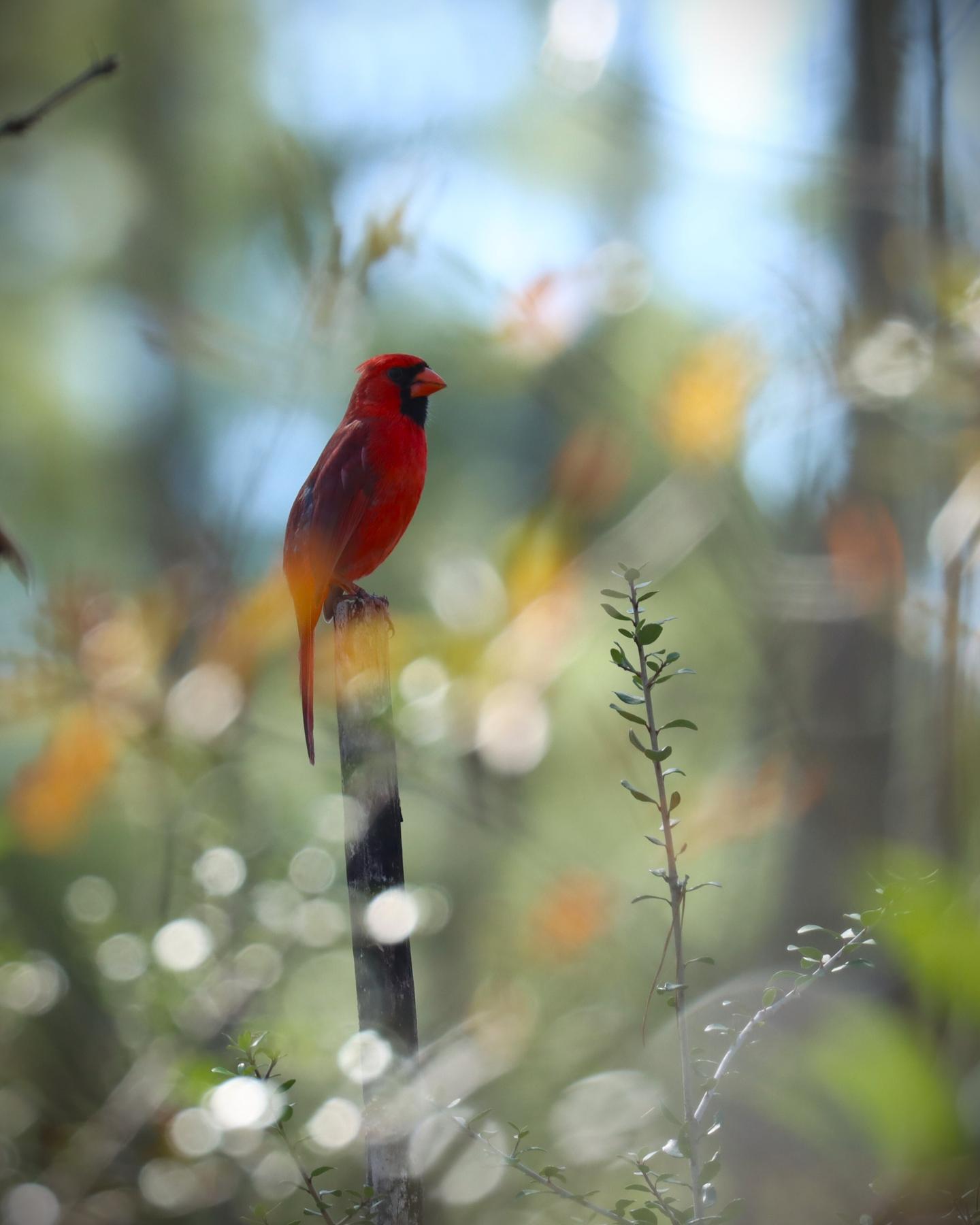 Red cardinal perched on a branch, blurred green background.
