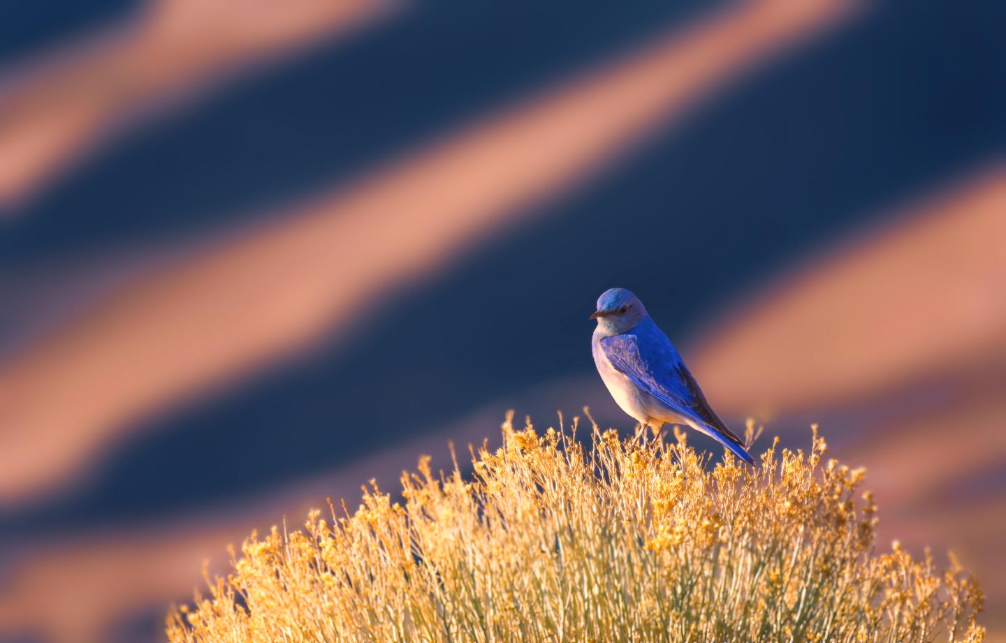 Blue bird perched on golden bush with blurred striped background.