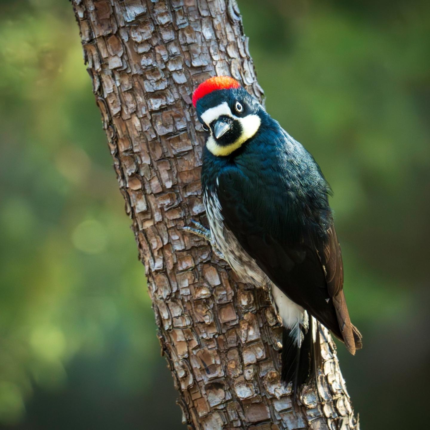 Acorn woodpecker on a tree trunk with a blurred green background.