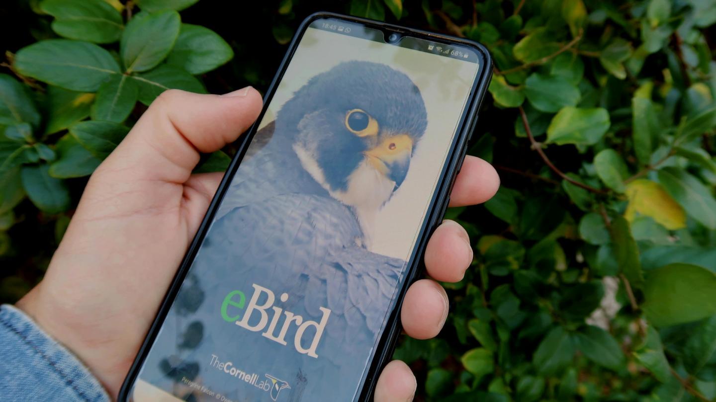 A hand holds a phone displaying a bird on the screen, surrounded by green leaves.