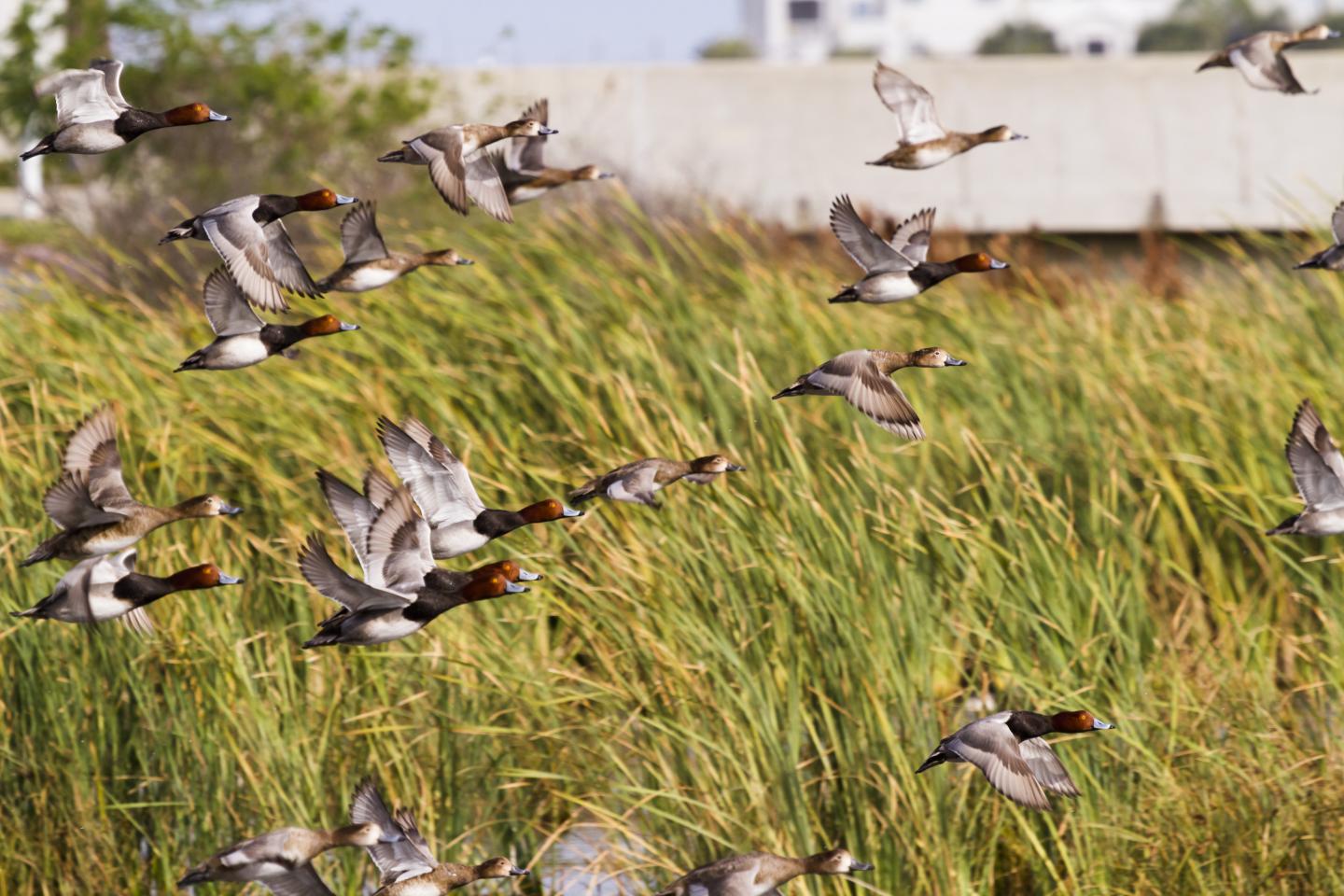 Flock of ducks flying over tall grass in a wetland setting.