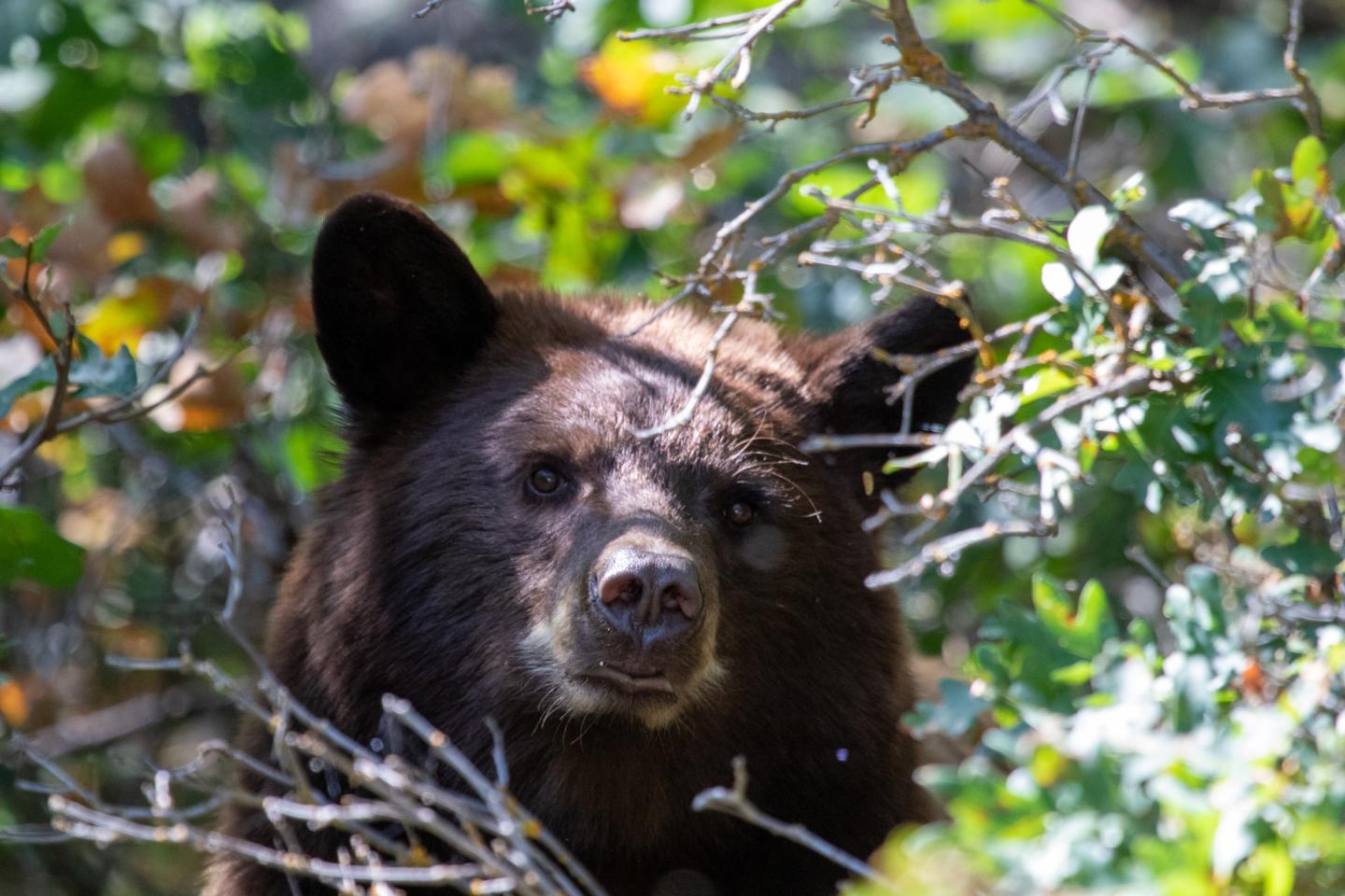 Black bear peering through dense, leafy foliage.