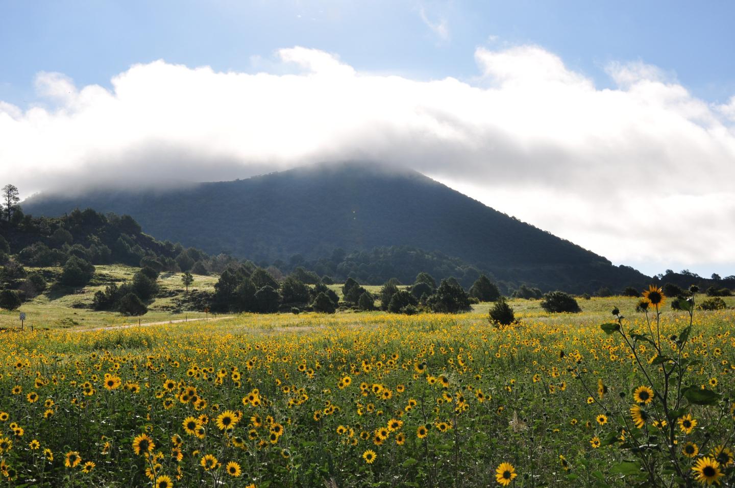 Sunflower meadow with a mountain backdrop under a cloudy sky.