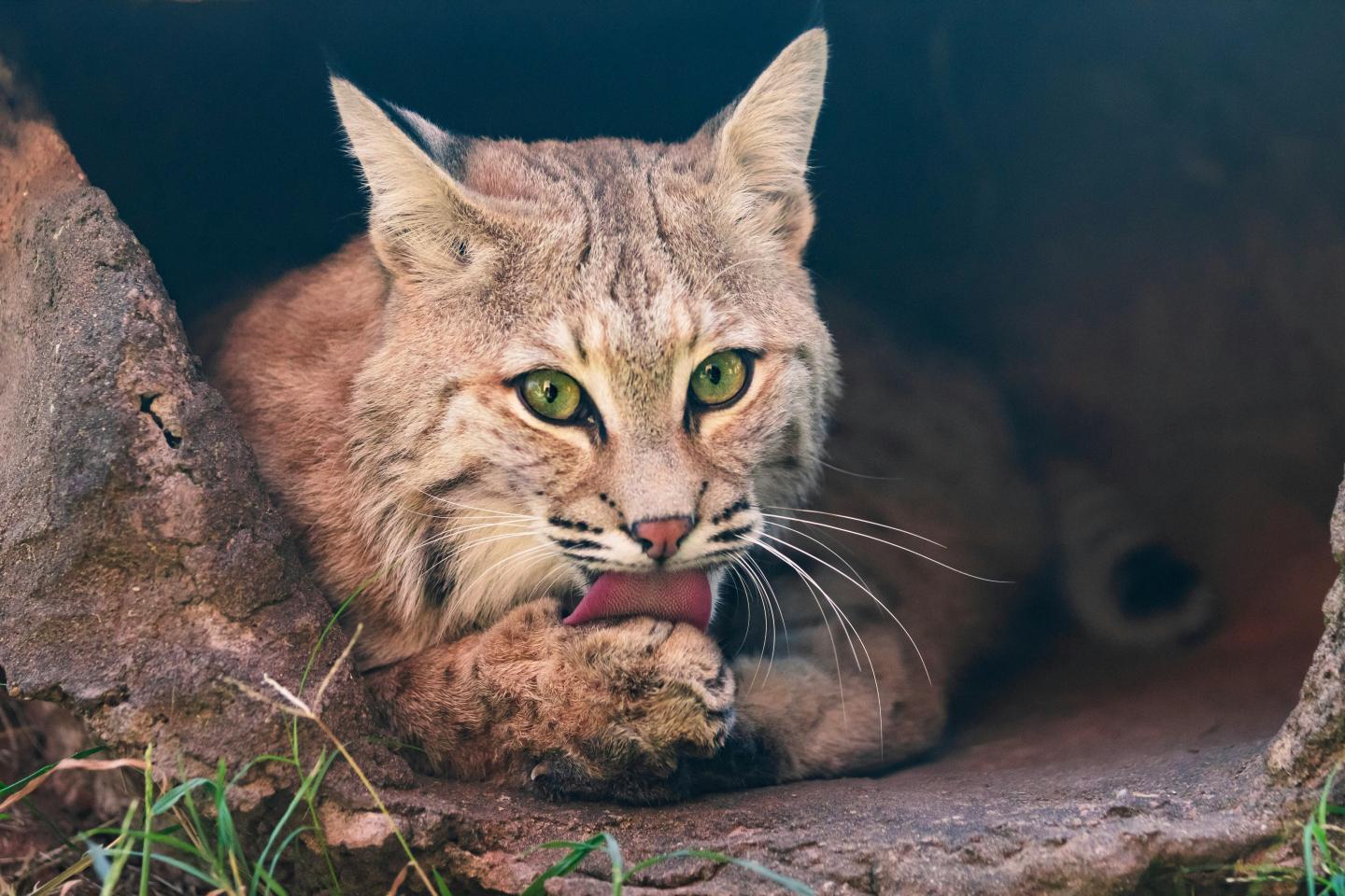 Bobcat licking paw in a rocky shelter, staring intently.