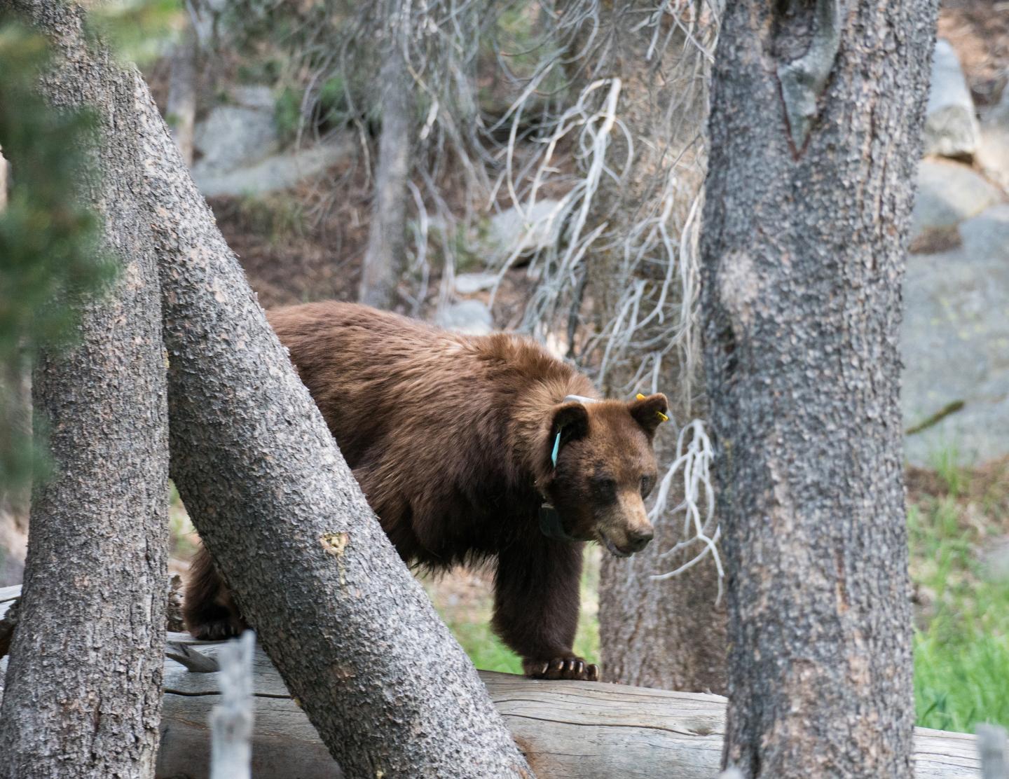 Brown bear walking between trees on a Yosemite trail.