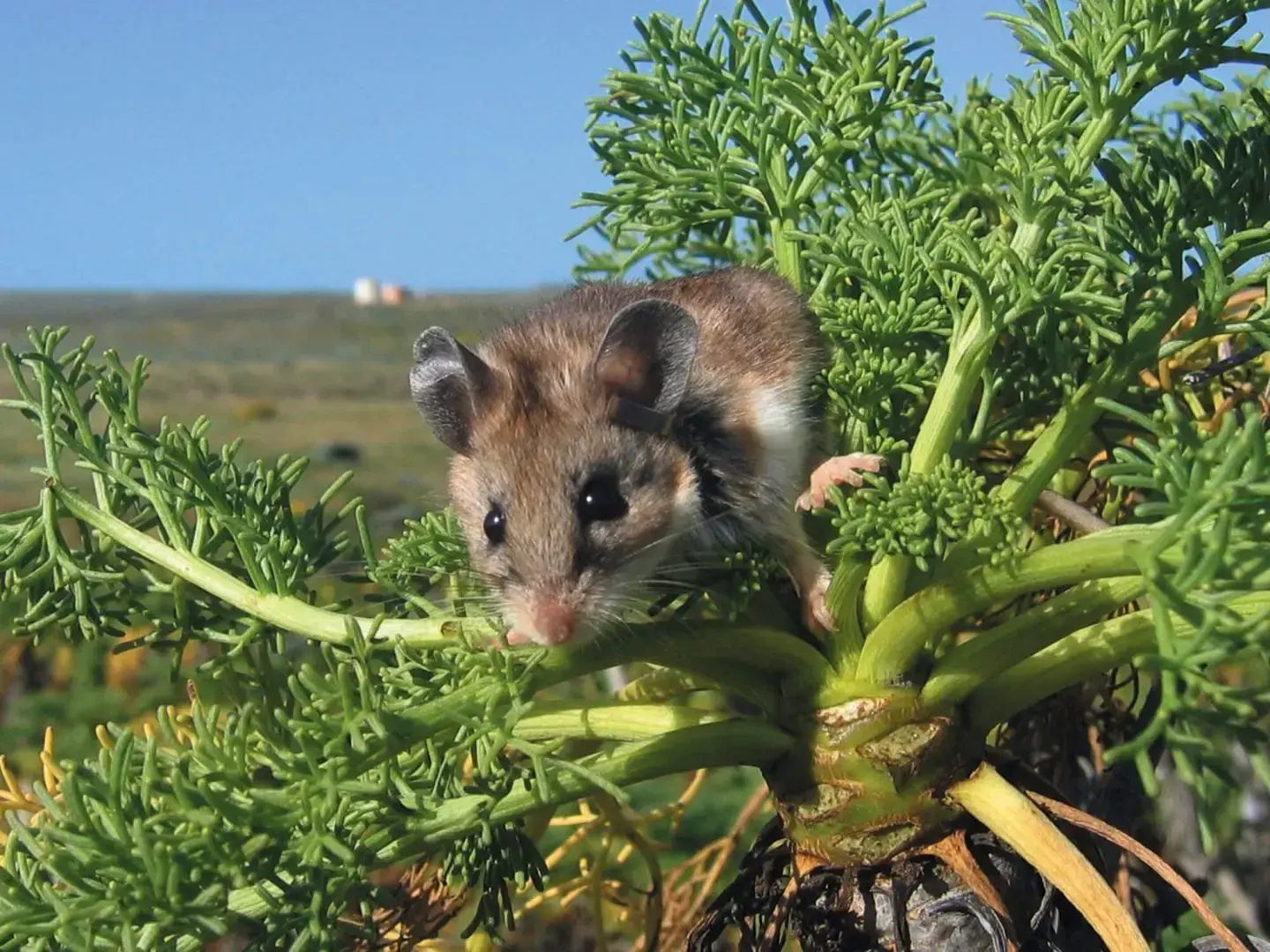 Mouse on green plant in sunny landscape.