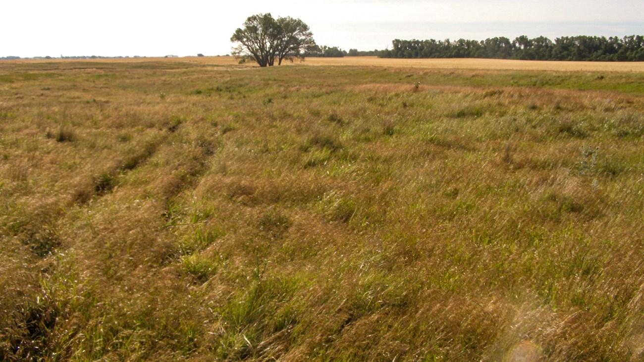 Santa Fe grassland with tall grass, a lone tree, and distant trees on the horizon.