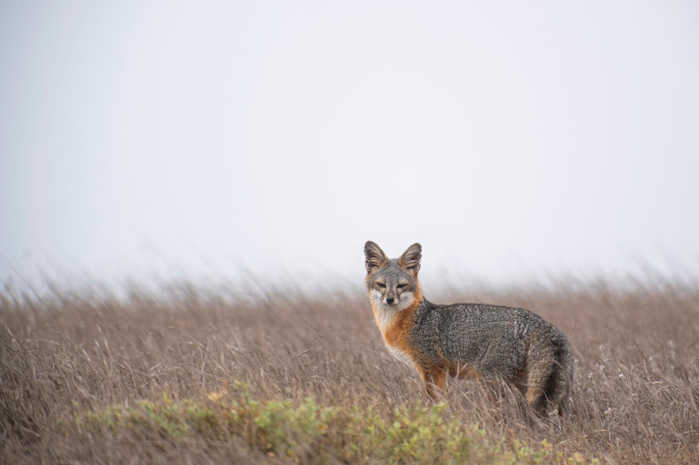 Island fox standing in a grassy field, looking towards the camera.
