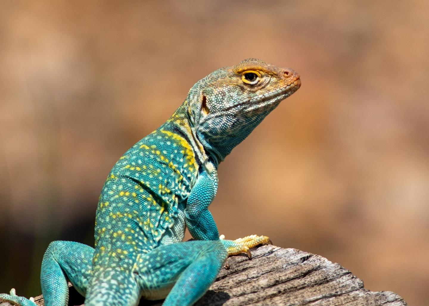 Colorful lizard with speckled pattern sits on a rock, blurred brown background.