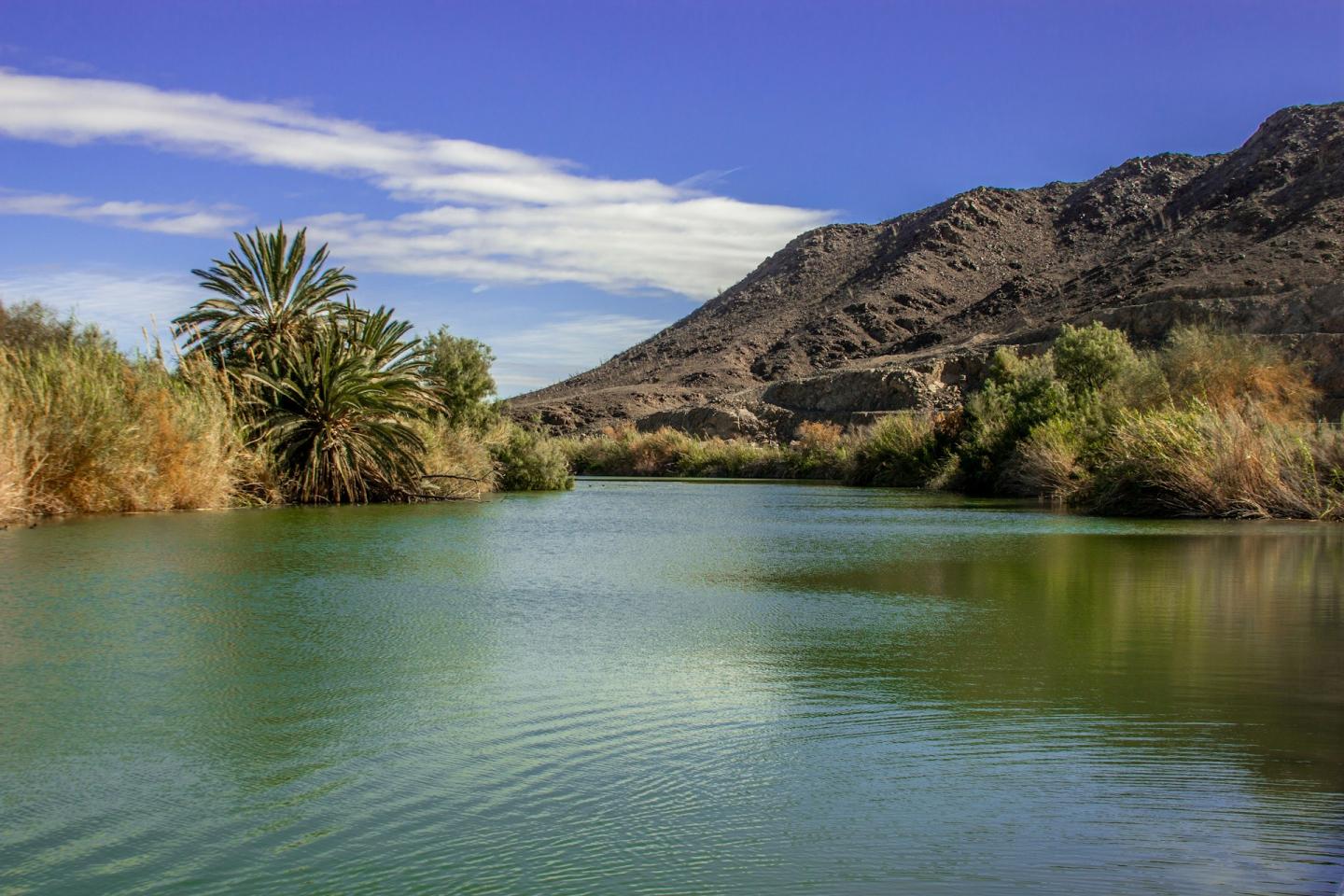 Colorado River with green water, palm trees, and mountains under a blue sky.