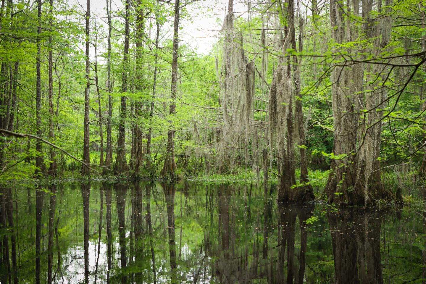 Swamp with trees reflected in still water, draped with Spanish moss.