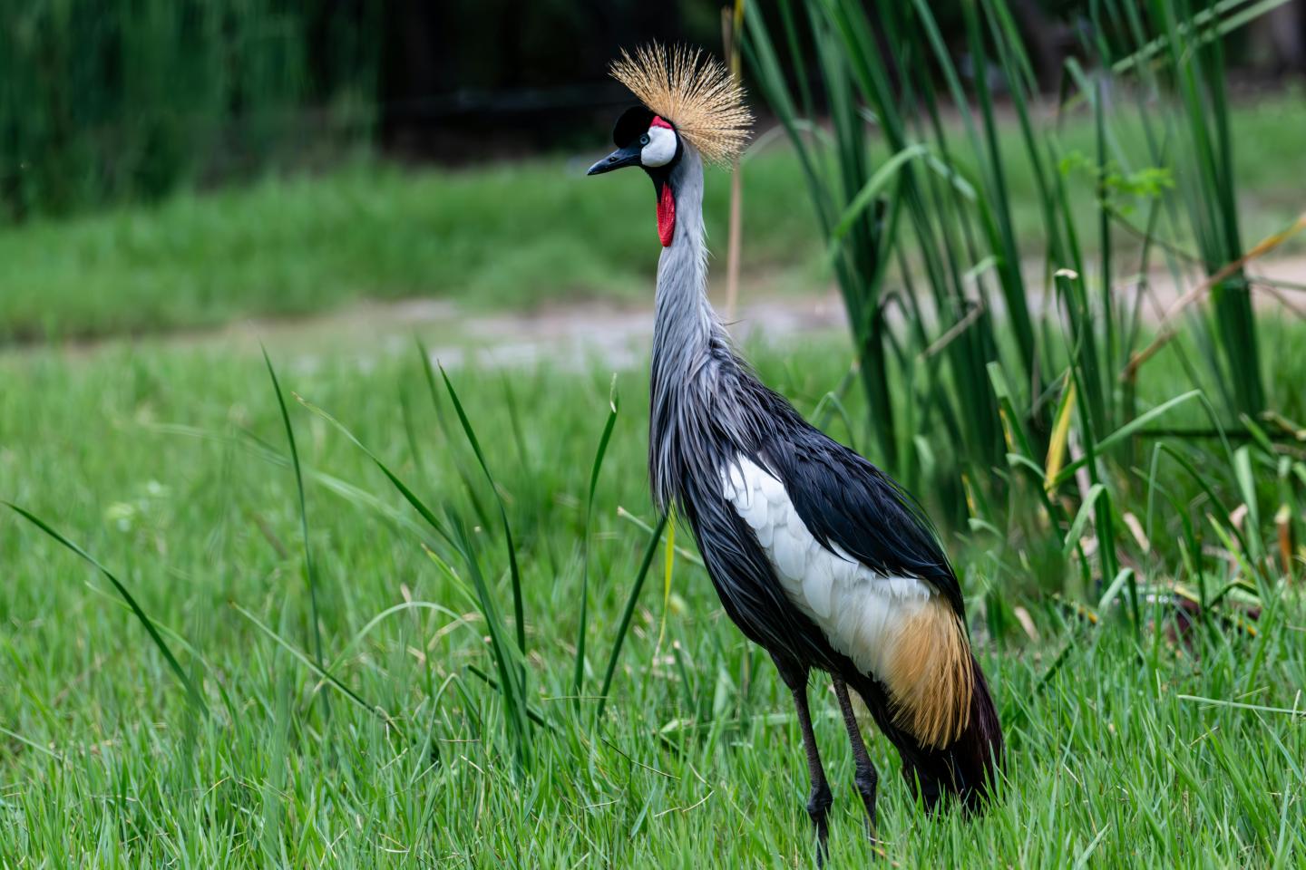 Grey crowned crane standing in grass with reeds in the background.