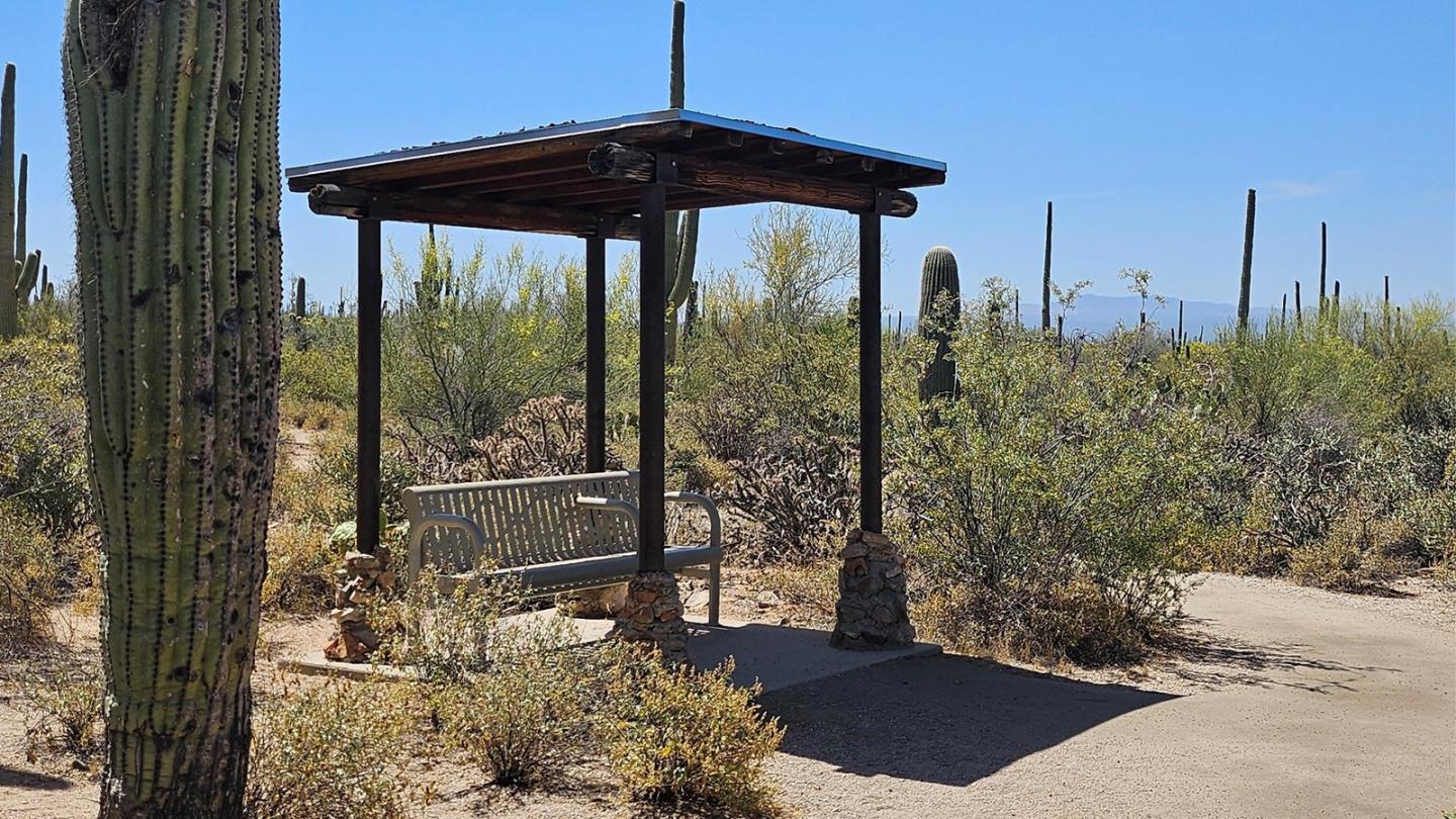 Desert area with a wooden shelter and cacti under a clear blue sky at Saguaro National Park.