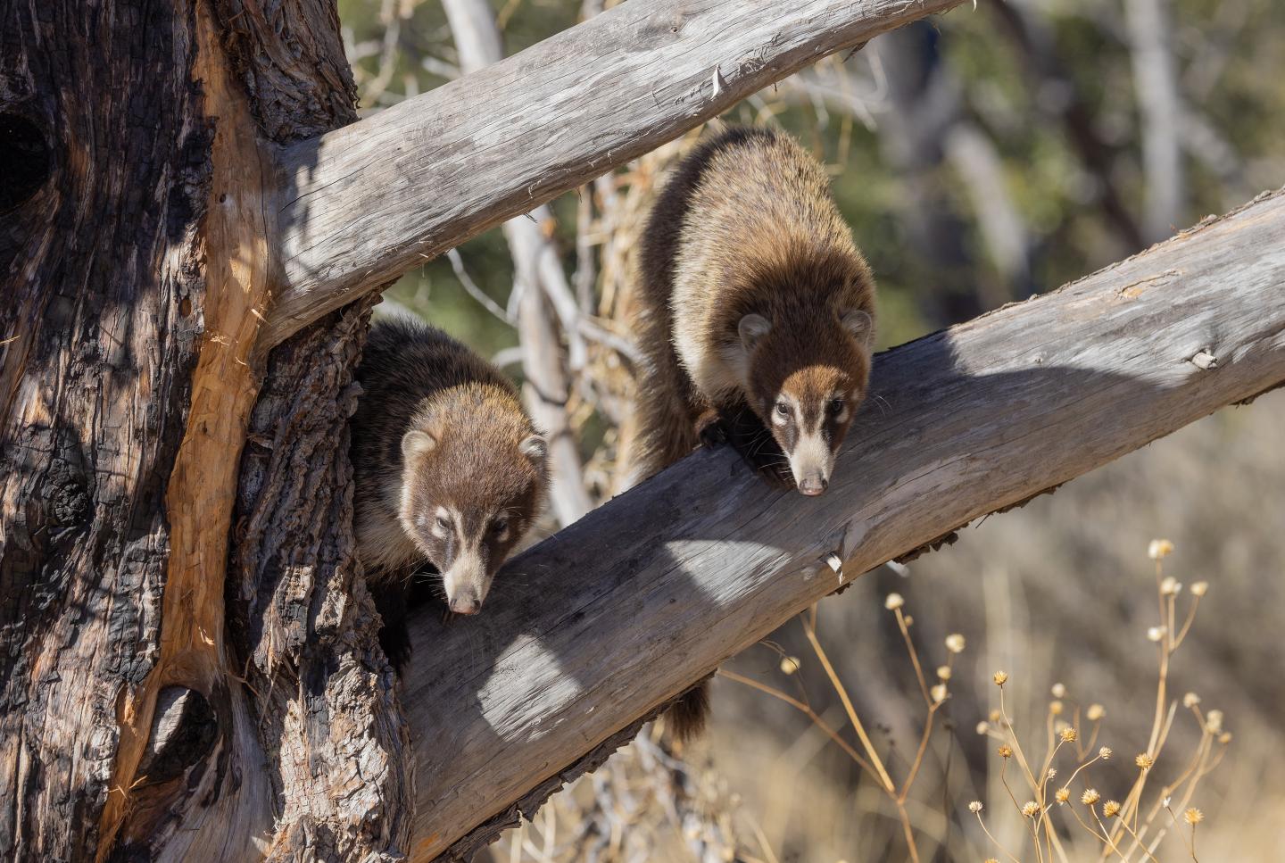 Two coatis climbing a tree in a forest setting.
