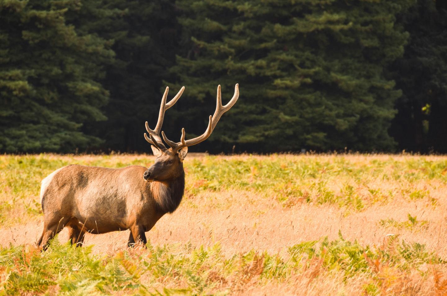 Elk standing in a grassy field with forest in the background.