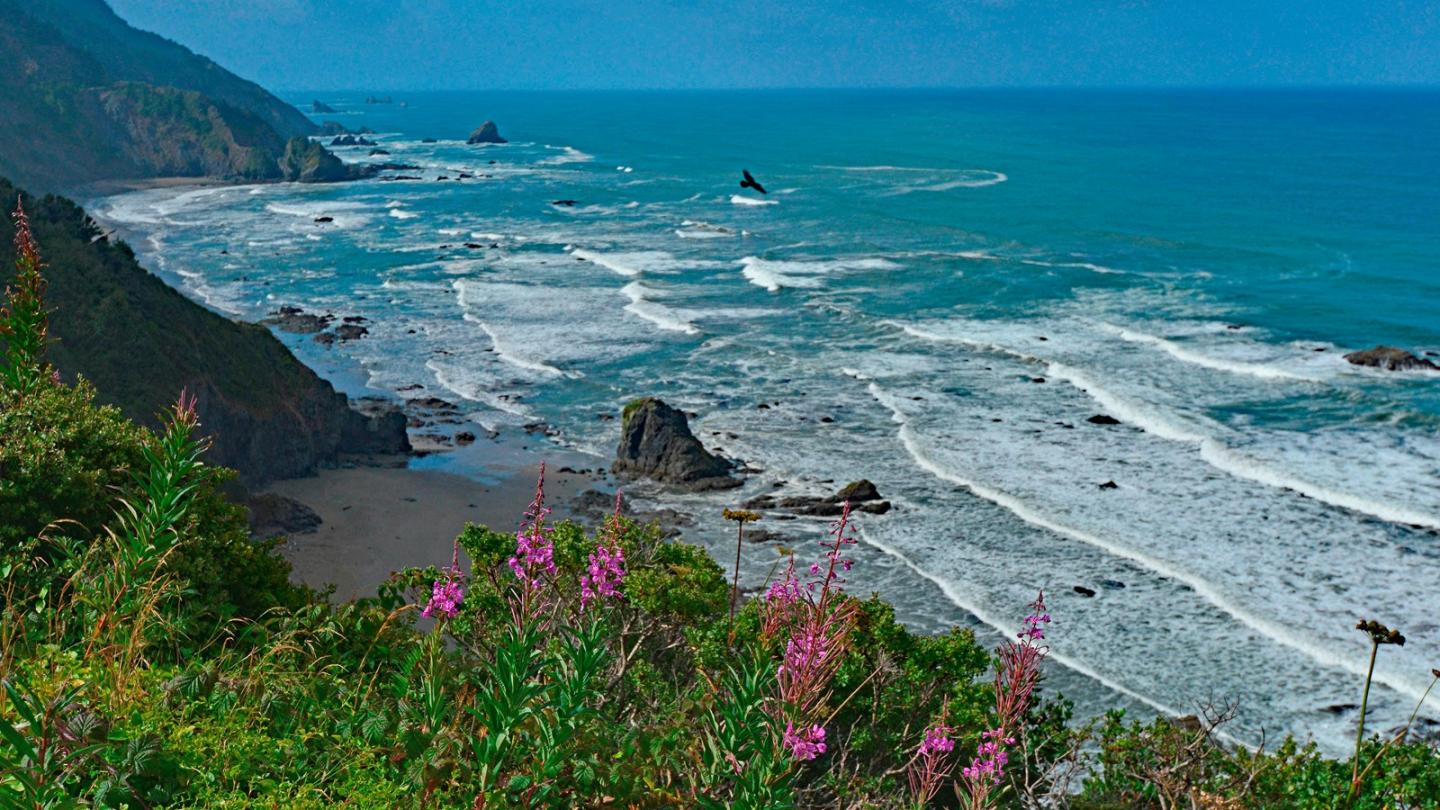 Endert's Beach with waves, cliffs, and pink flowers in foreground.