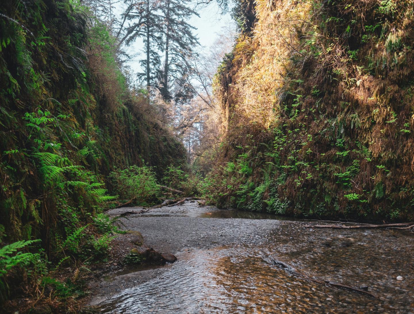 Narrow canyon with lush green ferns and a flowing creek.