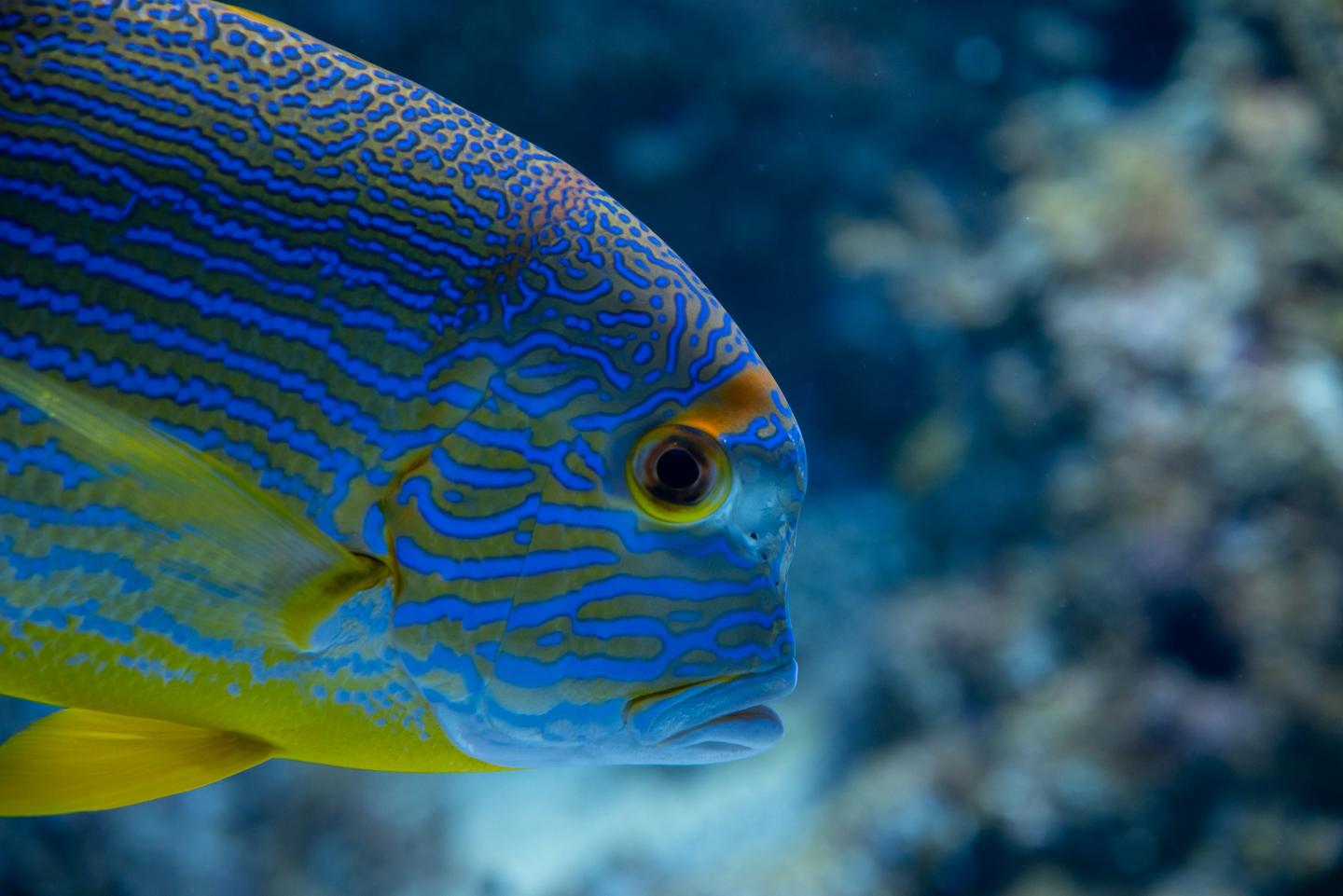 Colorful tropical fish with blue and yellow patterns in a coral reef.