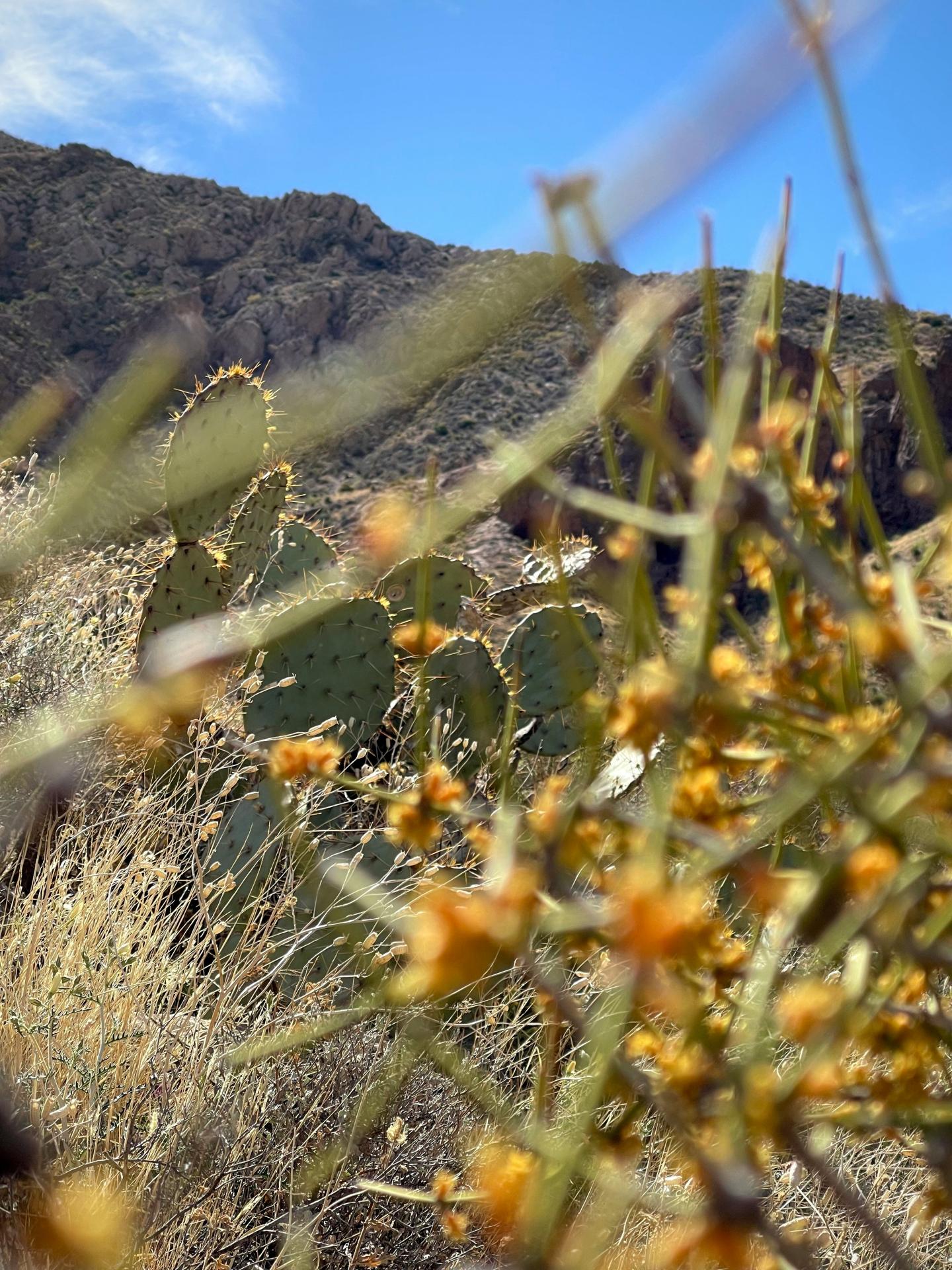 Cactus and desert plants with a blurred mountain background under a blue sky.