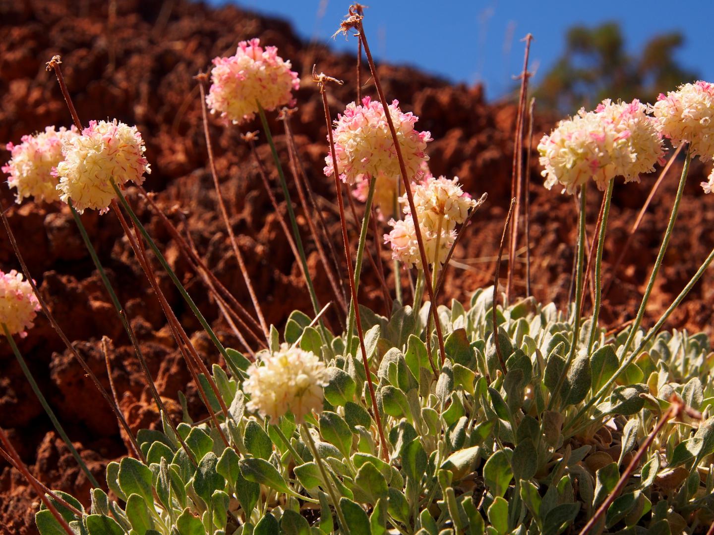 Pink and white wildflowers with green leaves against a red rocky background.